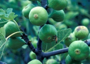 figtree