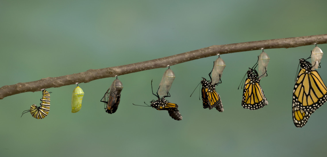 Monarch Butterfly emerging from it's chrysalis